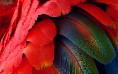 Properzi intervista Cinzia Cavallaro autrice di Sogno amaranto